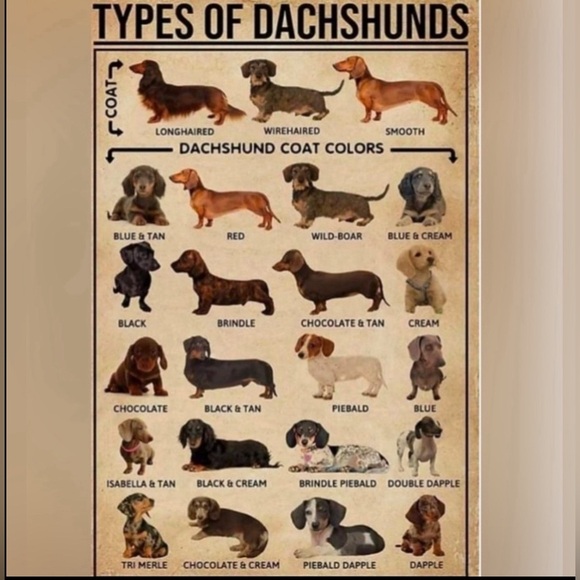 Funny Dachshund Wiener Dog I’ve Got Friends in LOW Places Grey Tee T-Shirt NEW‎ - Picture 10 of 11